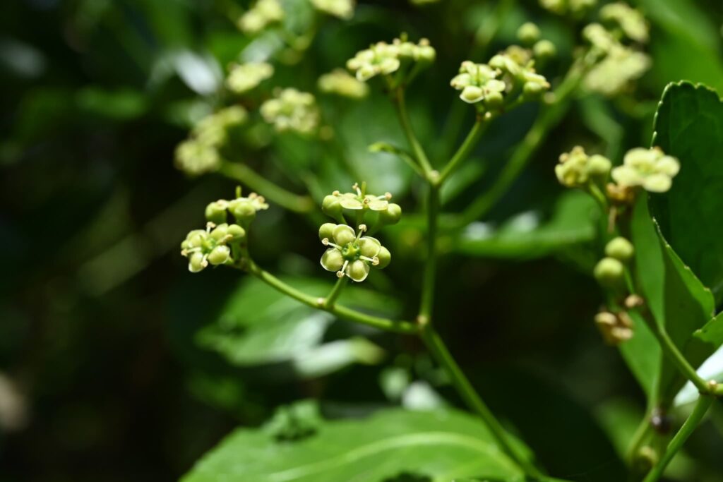 Japanese-Spindle-Euonymus-japonicus