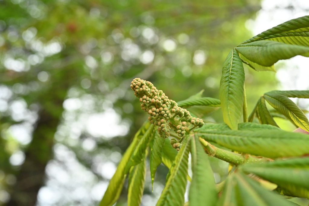 Japanese-Horse-Chestnut-Aesculus-turbinata