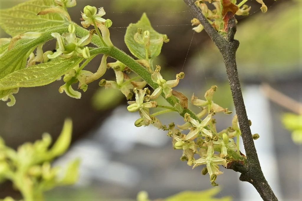 Japanese-Hackberry-Celtis-sinensis