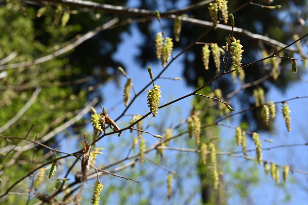 Japanese-Hornbeam-Carpinus-japonica