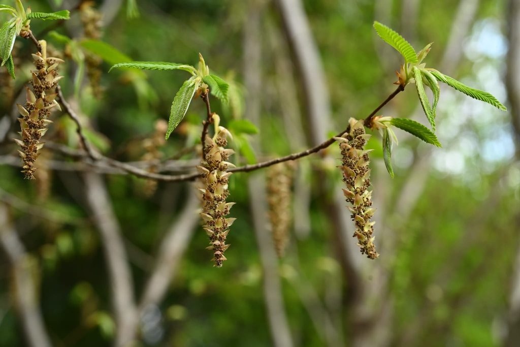 Japanese-Hornbeam-Carpinus-japonica
