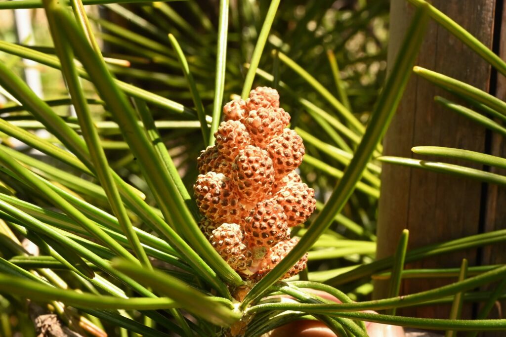 Japanese-Umbrella-Pine-Sciadopitys-verticillata