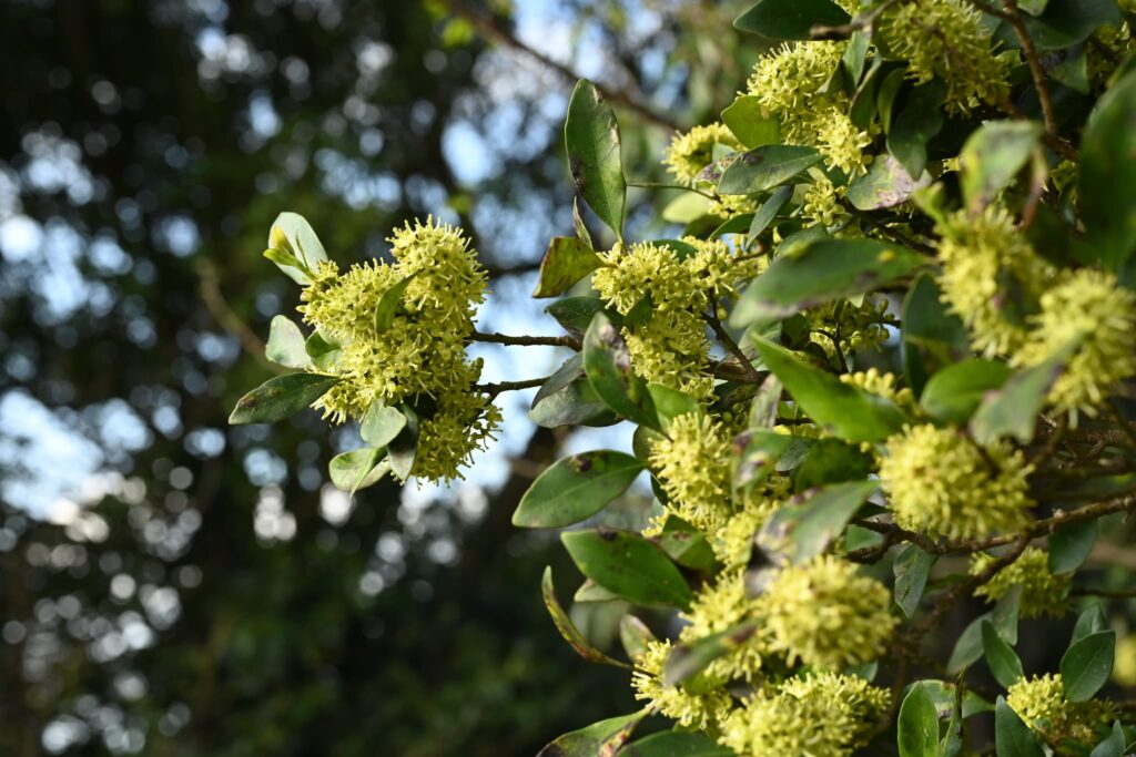Mochi-Tree-Ilex-integra