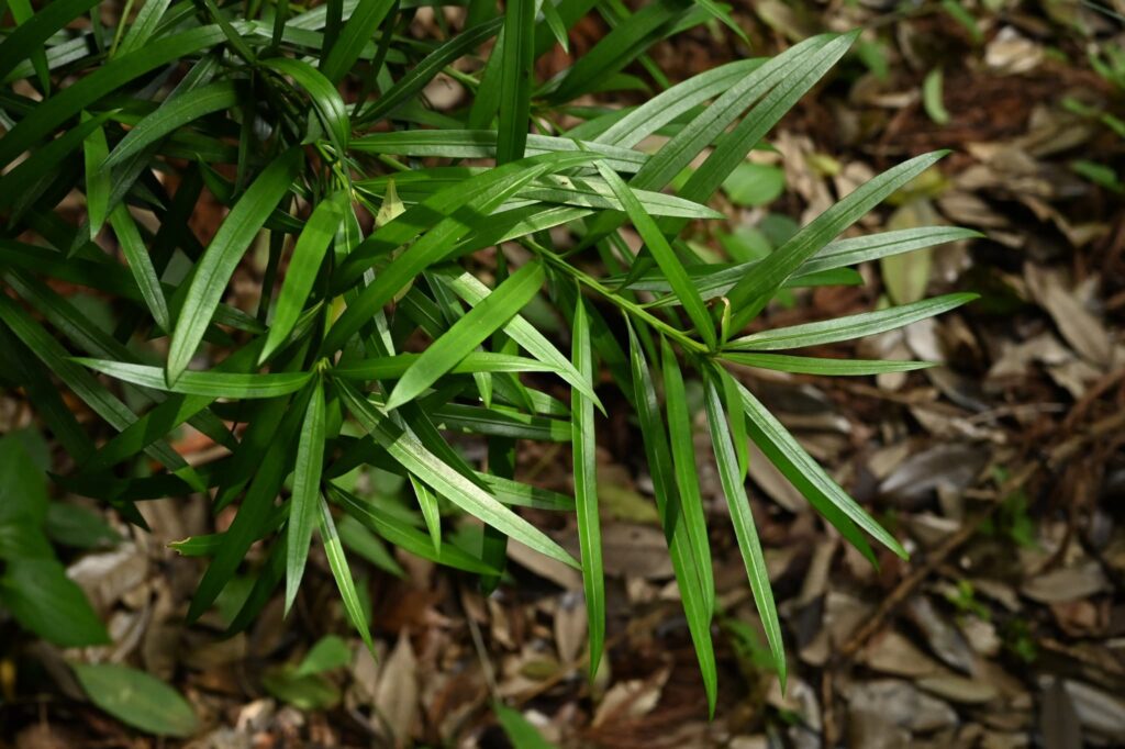 Buddhist-Pine-Podocarpus-macrophyllus