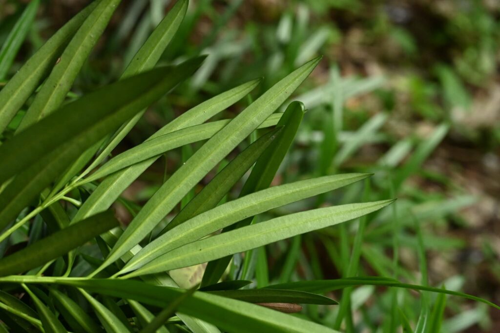 foliage-Buddhist-Pine-Podocarpus-macrophyllus