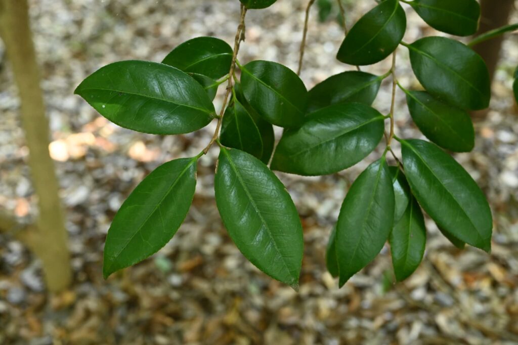 Japanese-Camellia-Camellia-japonica