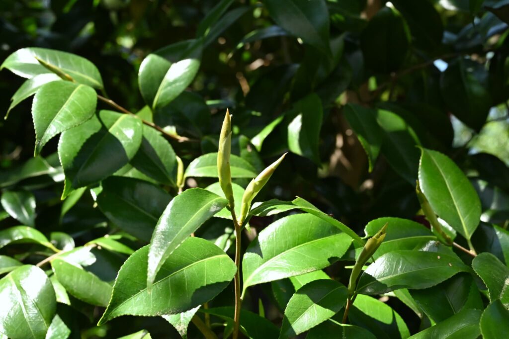 Japanese-Camellia-Camellia-japonica