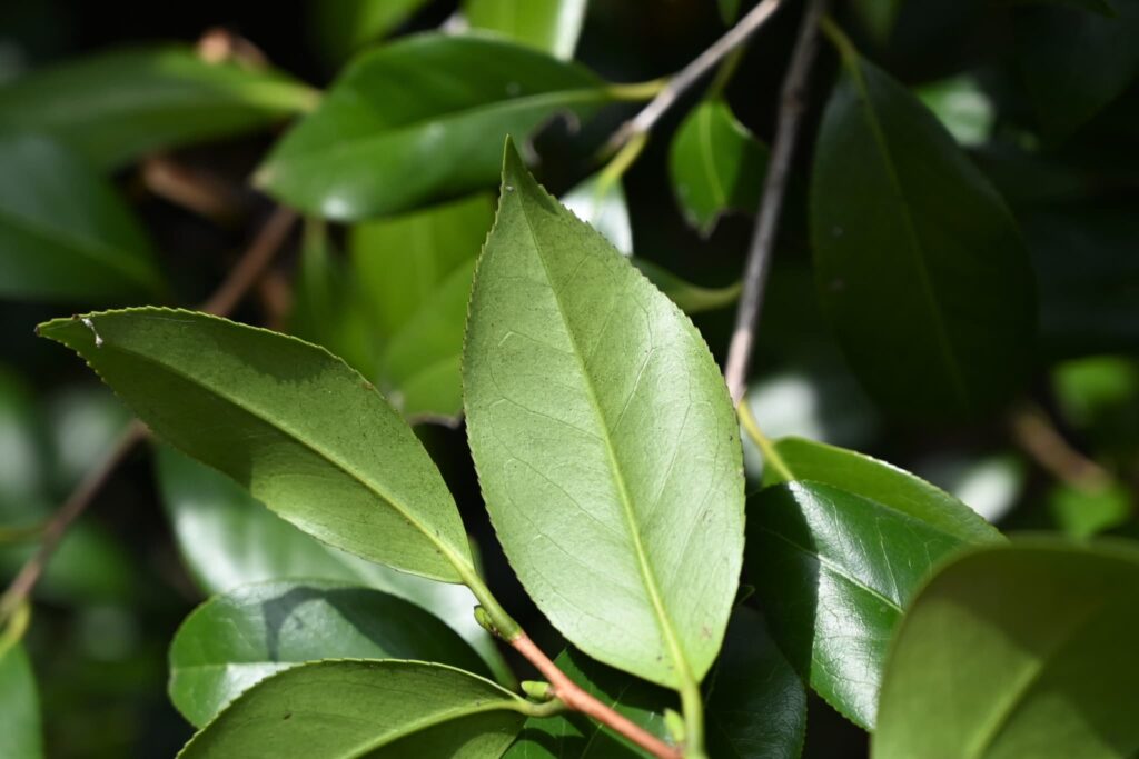 Japanese-Camellia-Camellia-japonica