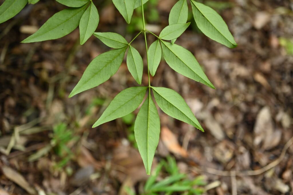 Heavenly-Bamboo-Nandina