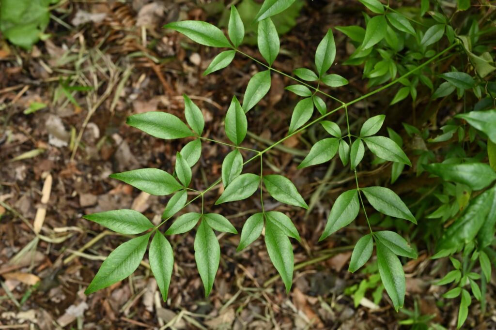 Heavenly-Bamboo-Nandina