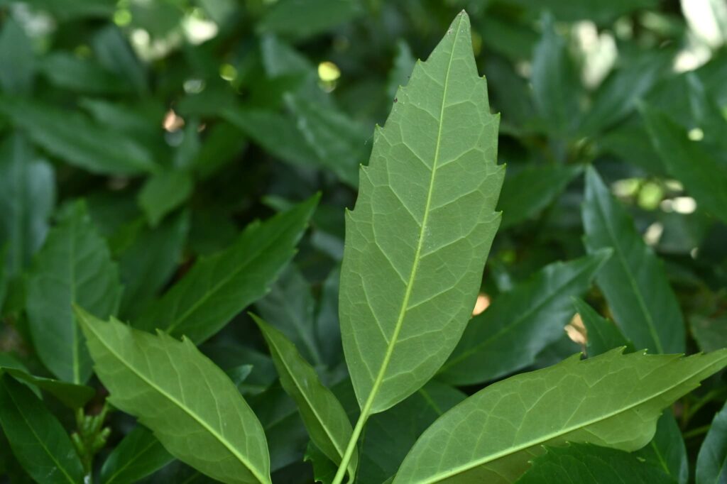 Japanese-Aucuba-Aucuba-japonica