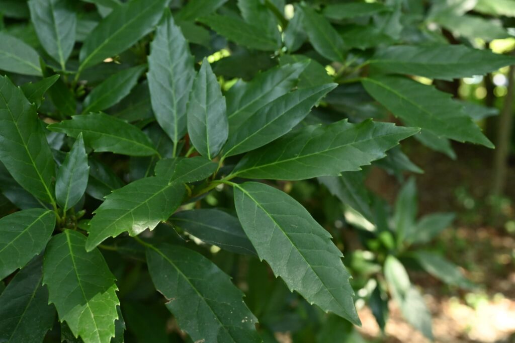 Japanese-Aucuba-Aucuba-japonica