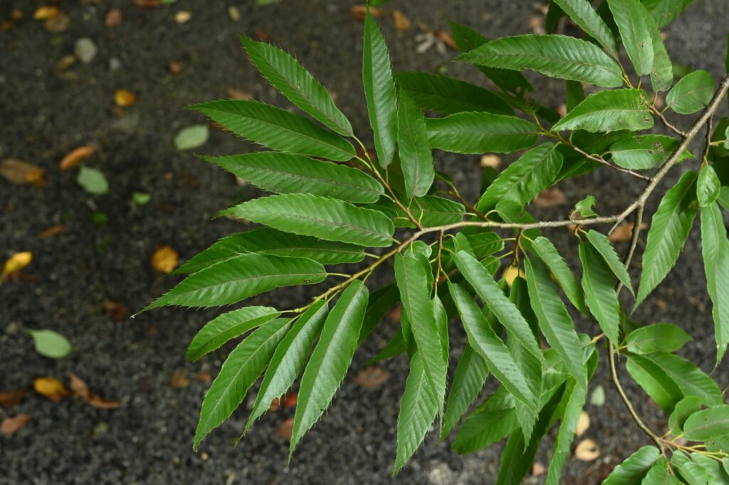 Japanese-Chestnut-Castanea-crenata
