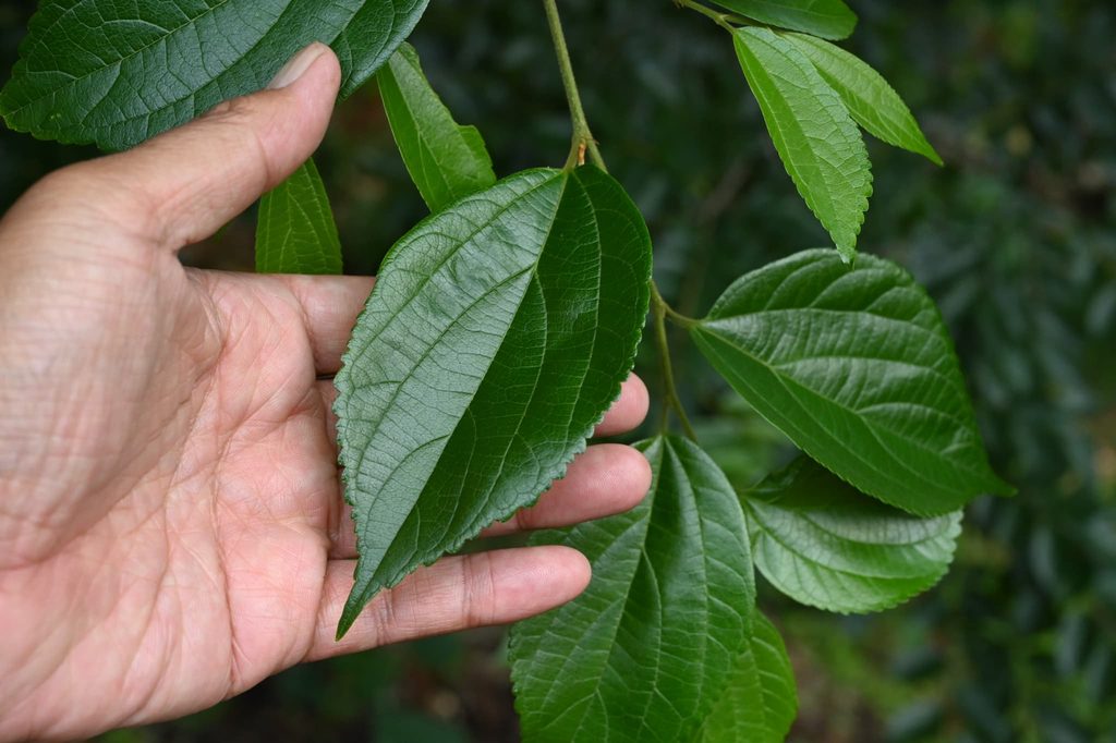 Japanese-Hackberry-Celtis-sinensis