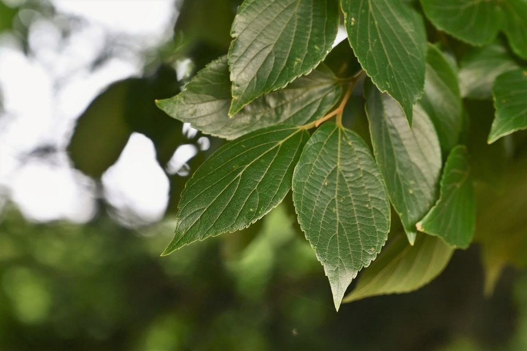 Japanese-Hackberry-Celtis-sinensis