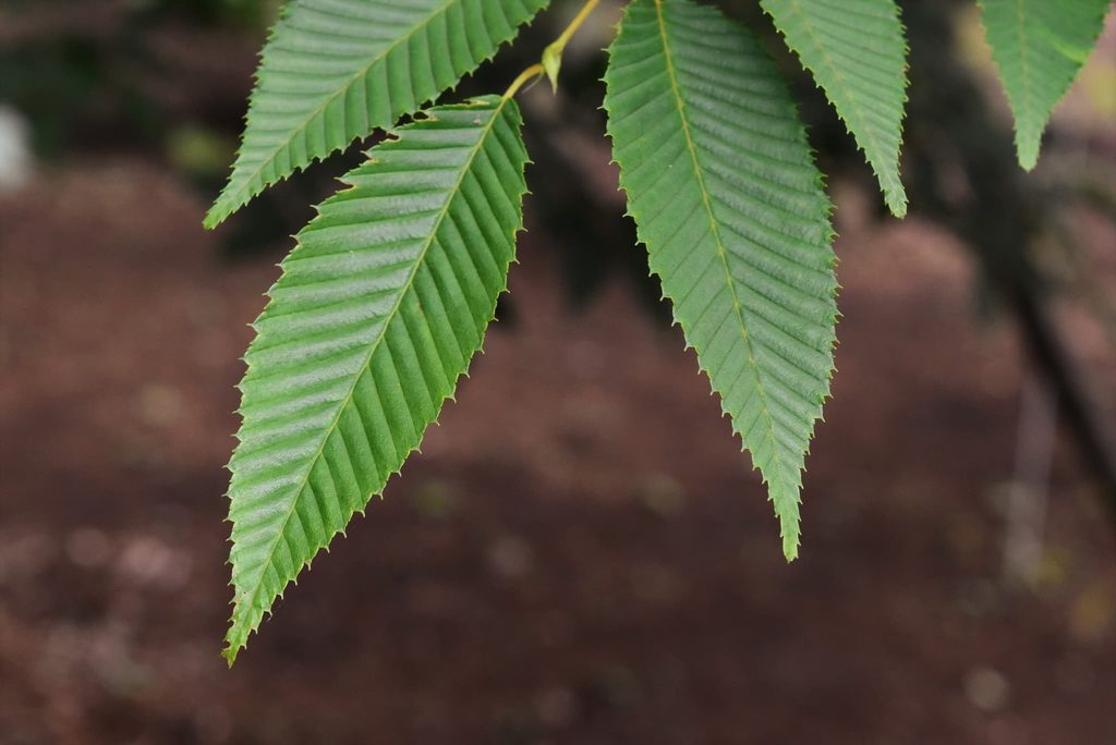 Japanese-Hornbeam-Carpinus-japonica