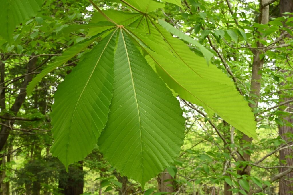 Japanese-Horse-Chestnut-Aesculus-turbinata