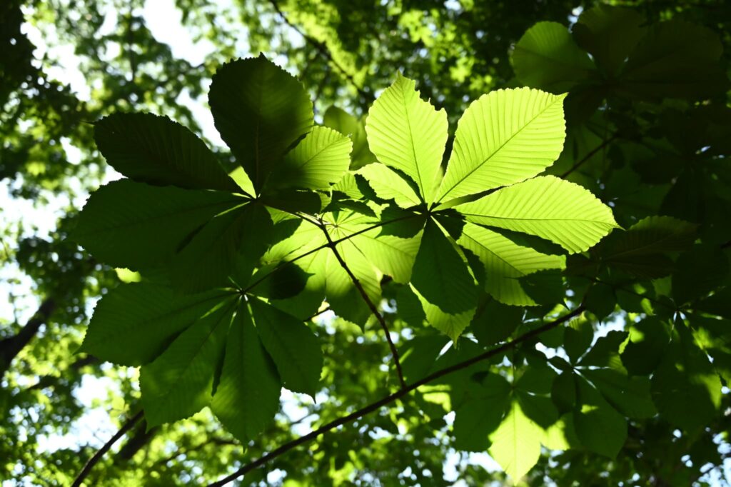 Japanese-Horse-Chestnut-Aesculus-turbinata