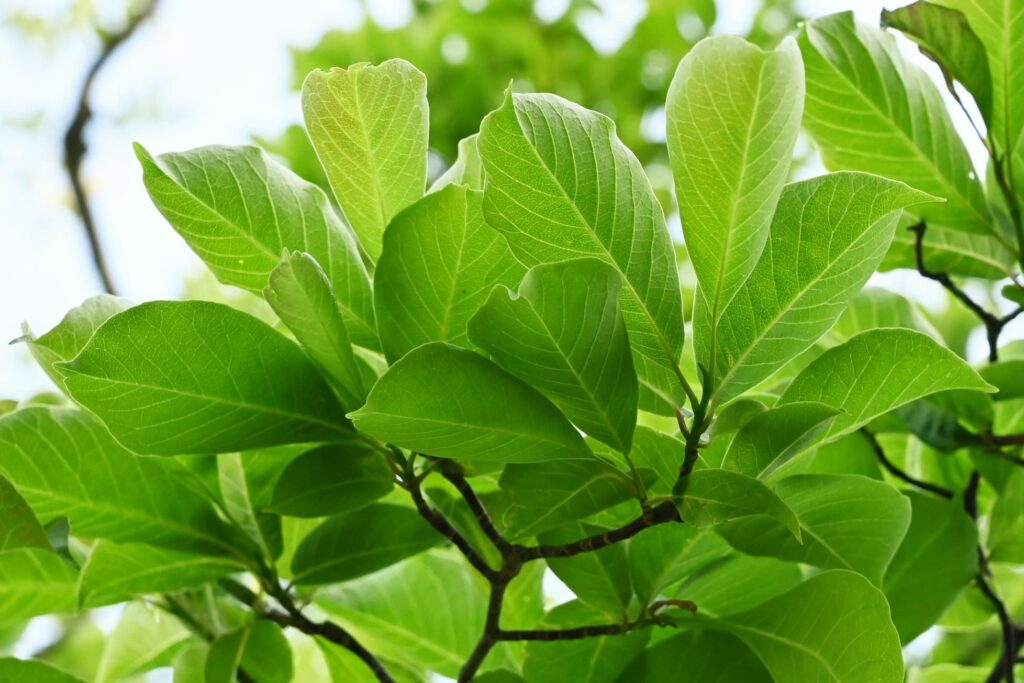 Japanese-Magnolia-Magnolia-kobus