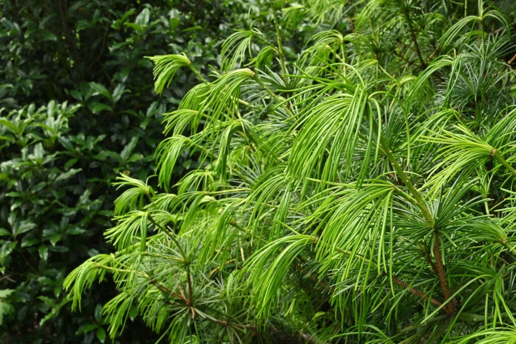 Japanese-Umbrella-Pine-Sciadopitys-verticillata