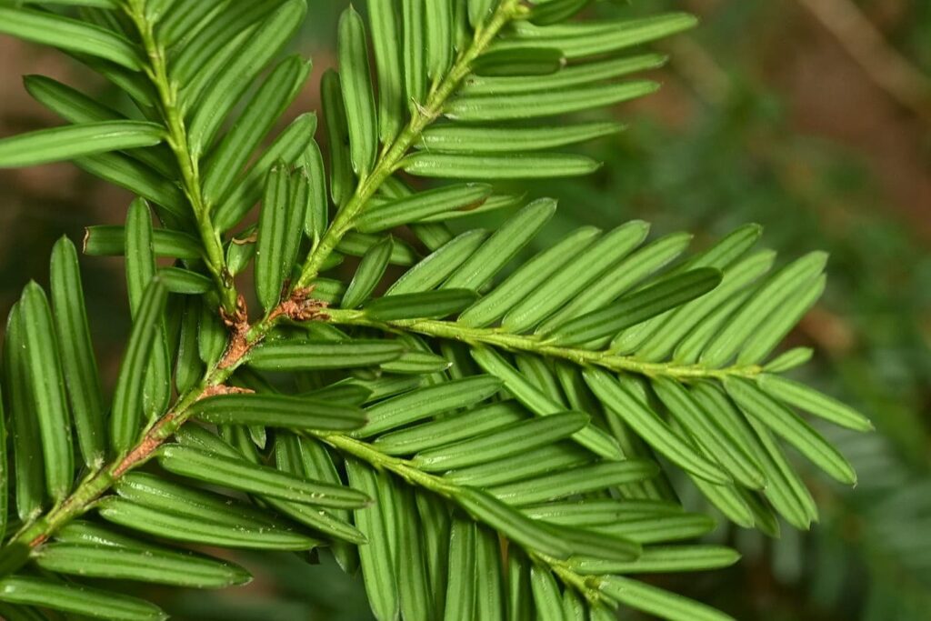 Japanese-Yew-Taxus-cuspidata