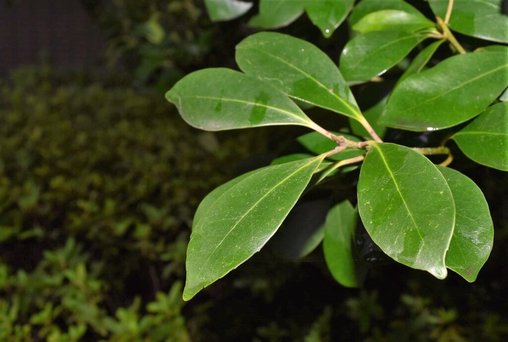 Mochi-Tree-Ilex-integra