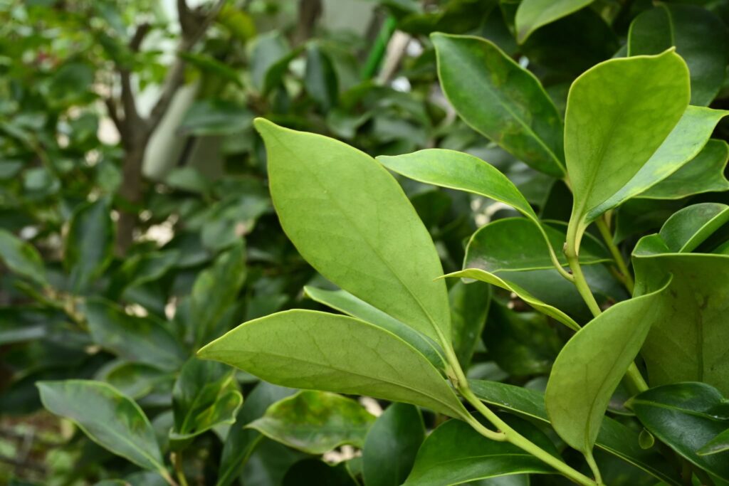 Mochi-Tree-Ilex-integra