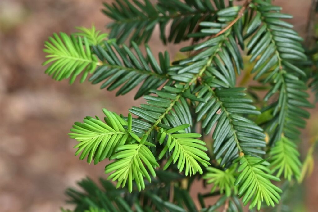 Japanese-Yew-Taxus-cuspidata