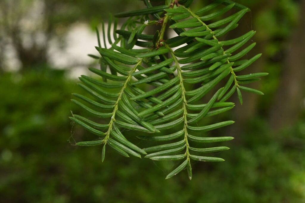 Japanese-Yew-Taxus-cuspidata 