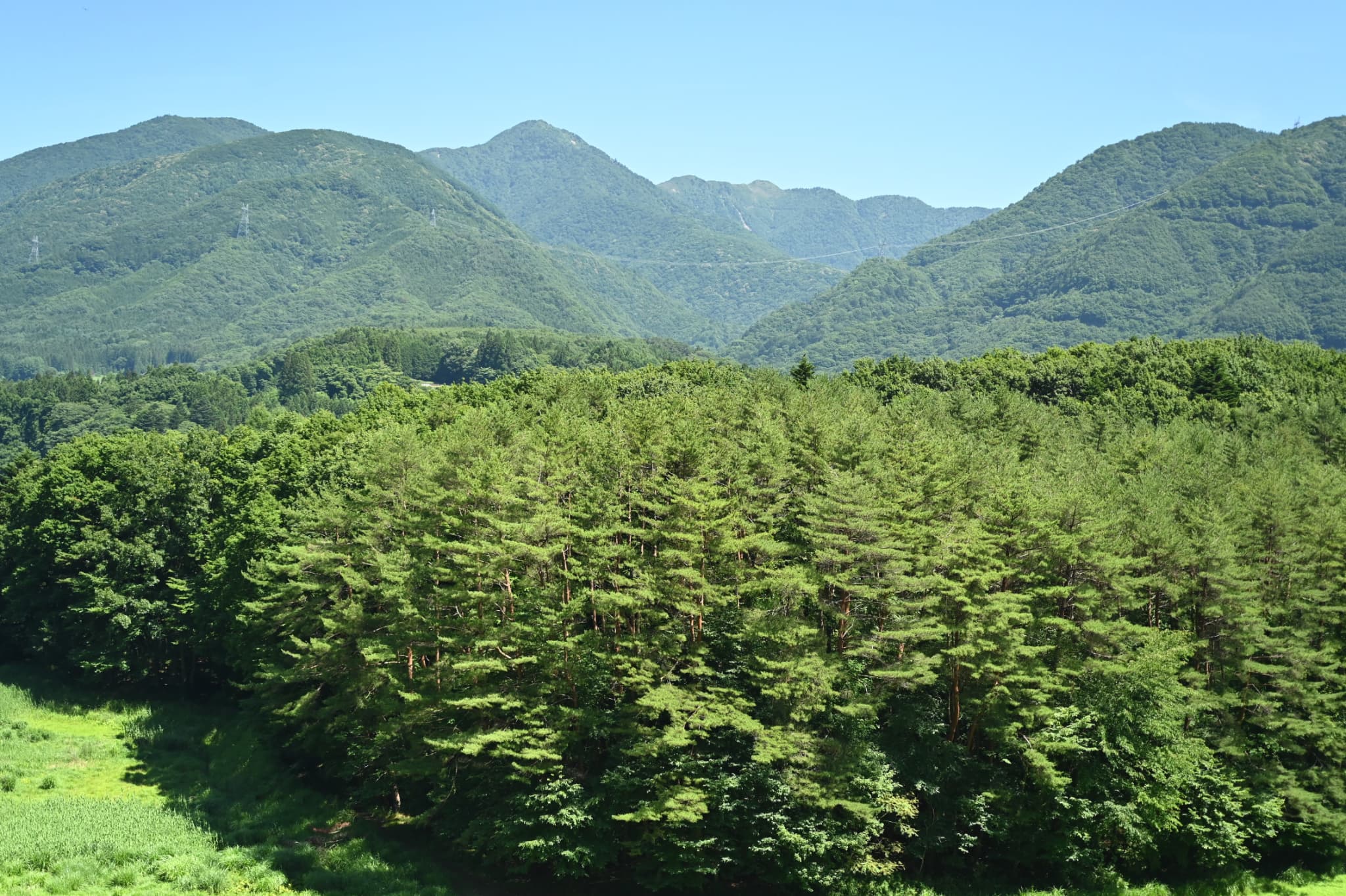Japanese-Red-Pine-Pinus-densiflora