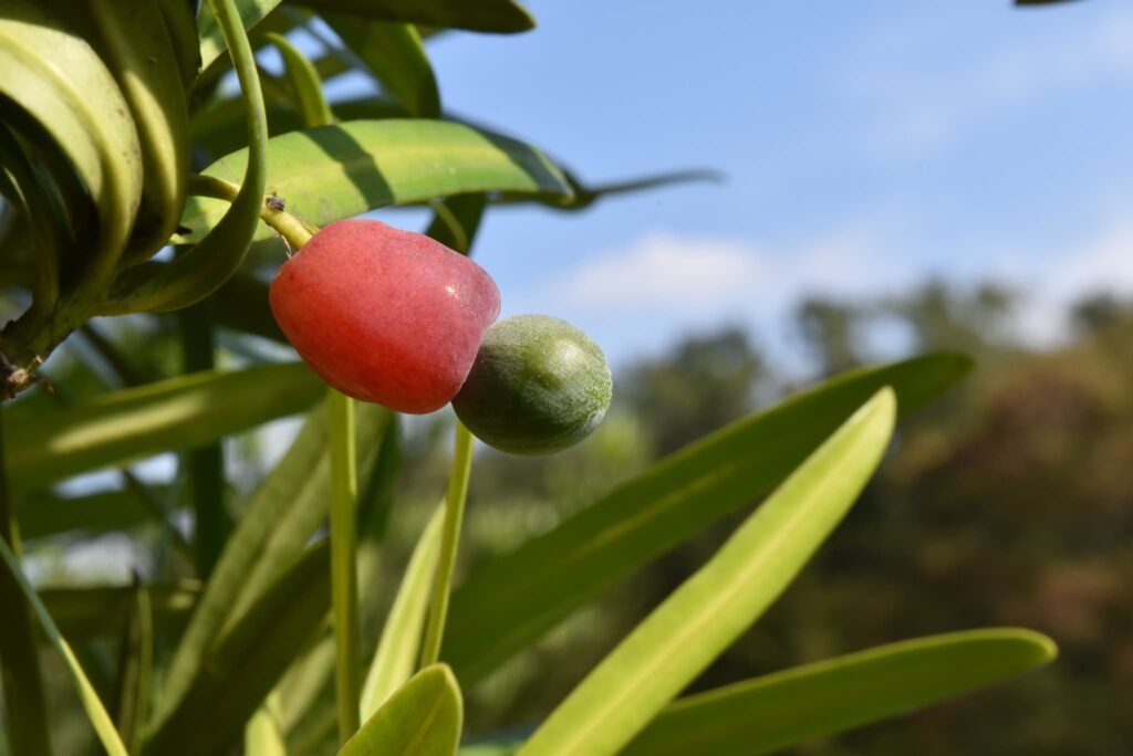Buddhist-Pine-Podocarpus-macrophyllus