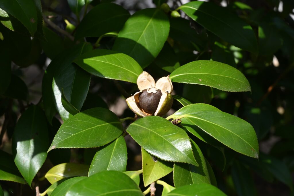 Japanese-Camellia-Camellia-japonica