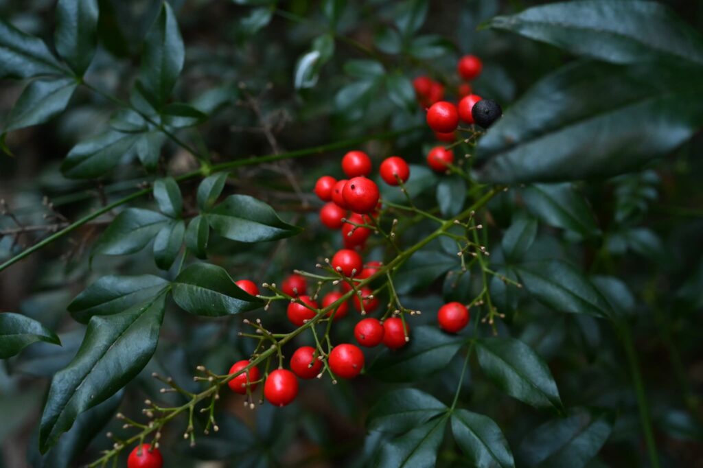 Heavenly-Bamboo-Nandina