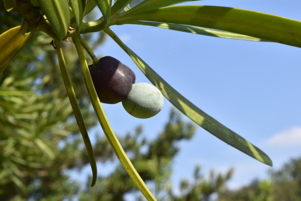 Fruits of Buddhist Pine