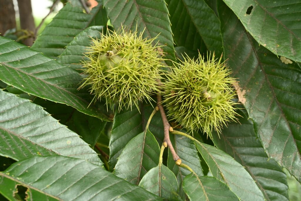 Japanese-Chestnut-Castanea-crenata 
