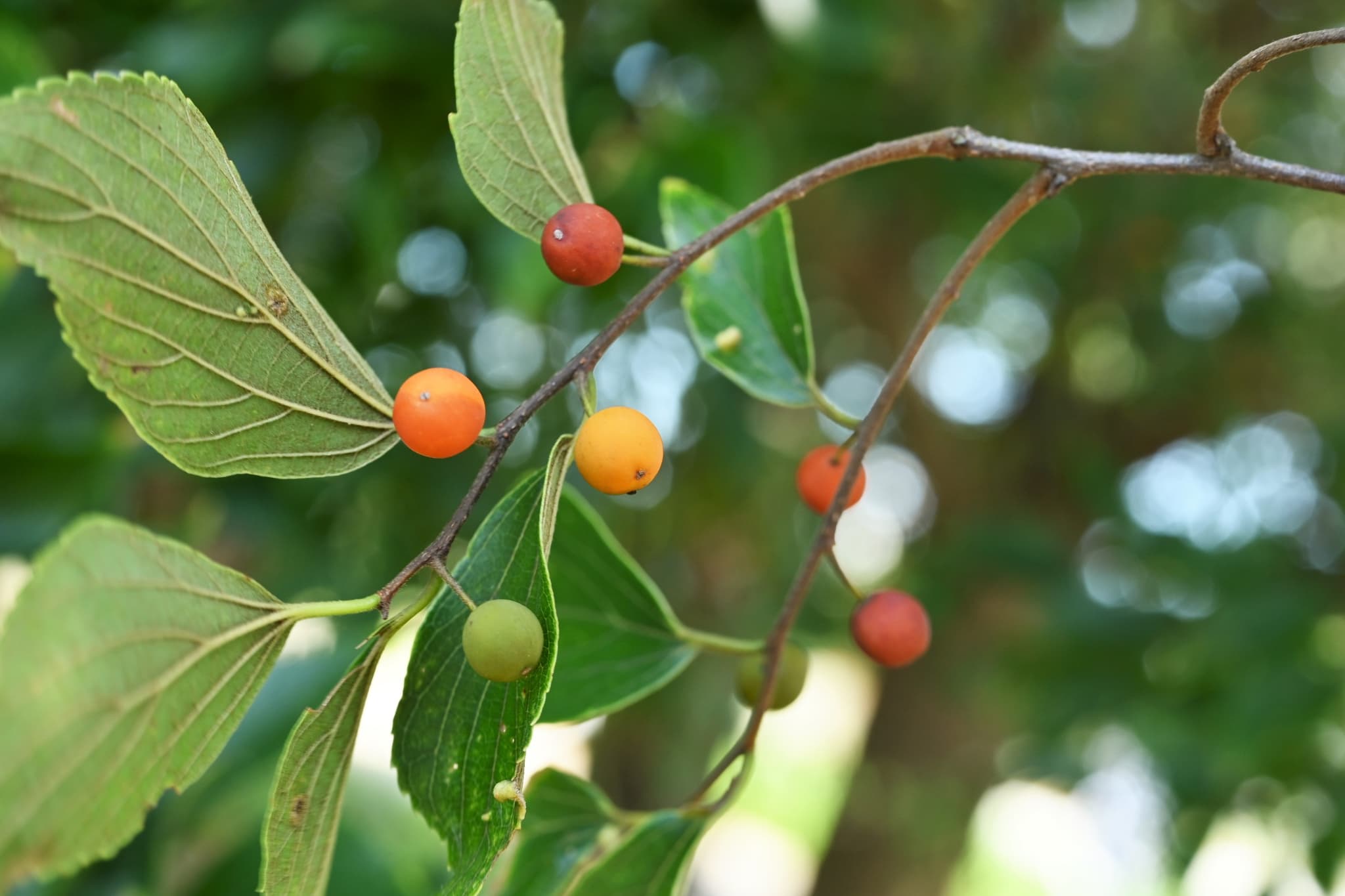 Japanese-Hackberry-Celtis-sinensis