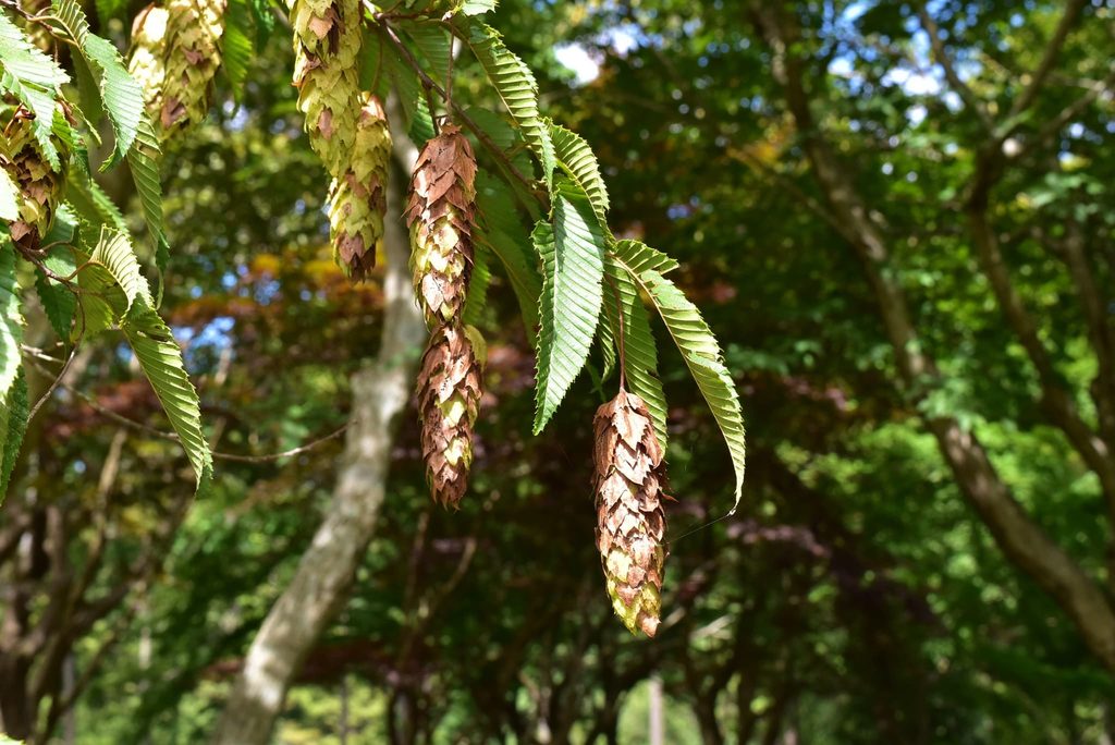 Japanese-Hornbeam-Carpinus-japonica