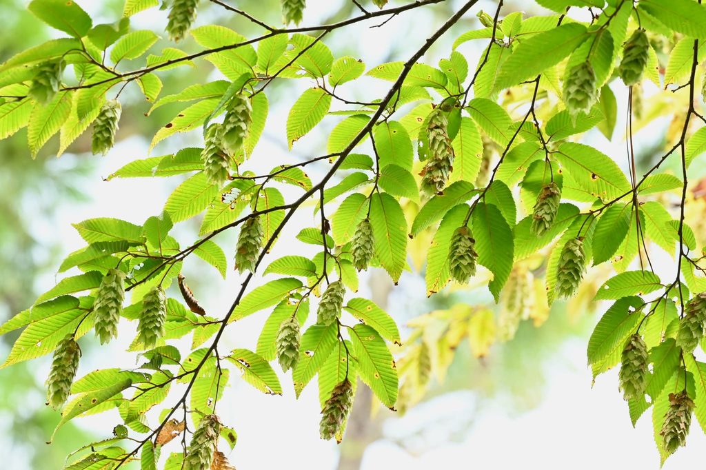 Japanese-Hornbeam-Carpinus-japonica