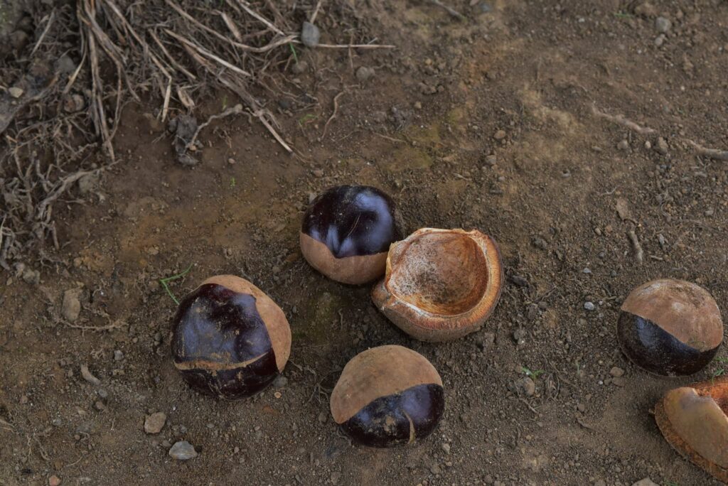 Japanese-Horse-Chestnut-Aesculus-turbinata