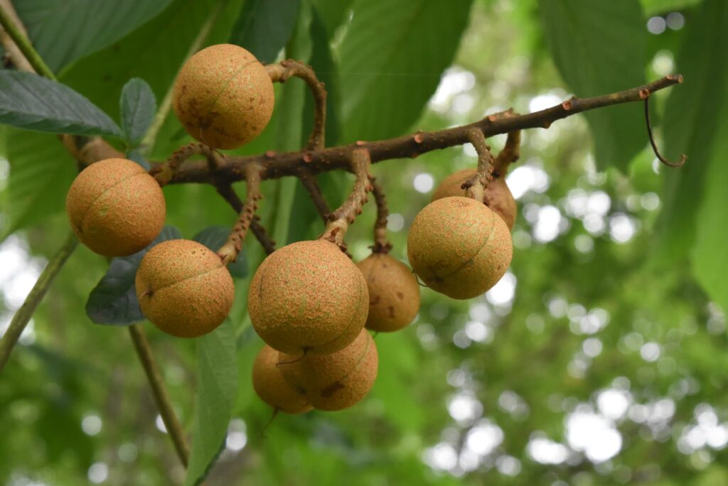 Japanese-Horse-Chestnut-Aesculus-turbinata