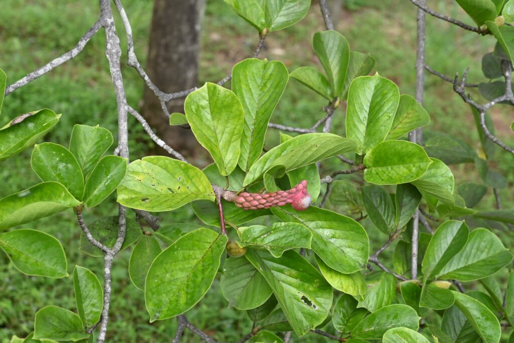 Japanese-Magnolia-Magnolia-kobus
