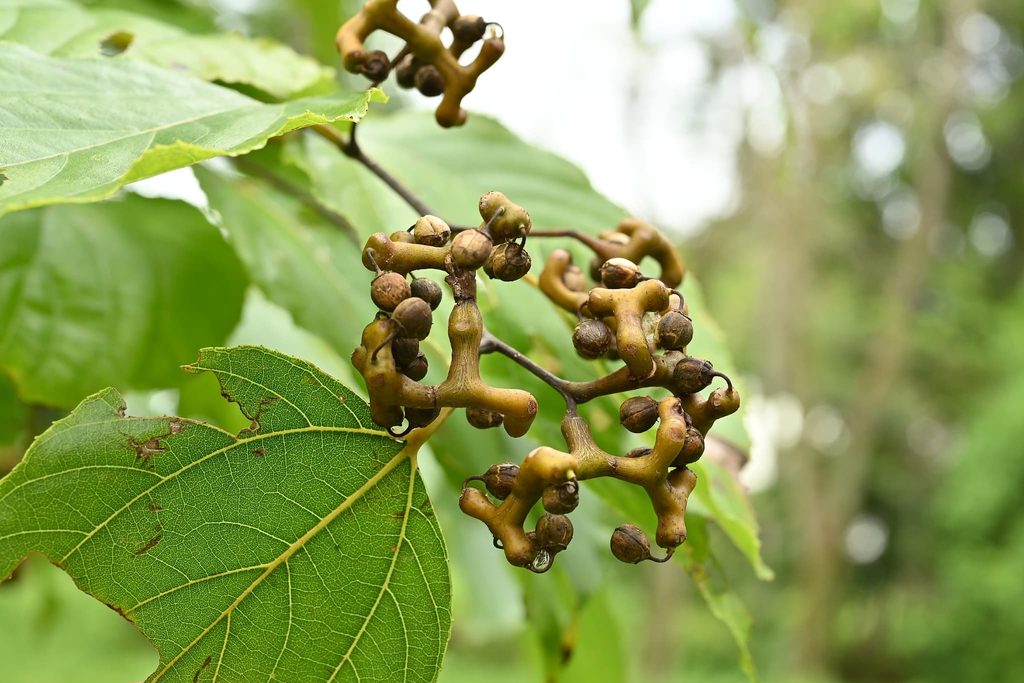 Japanese-Raisin-Tree-Hovenia-dulcis