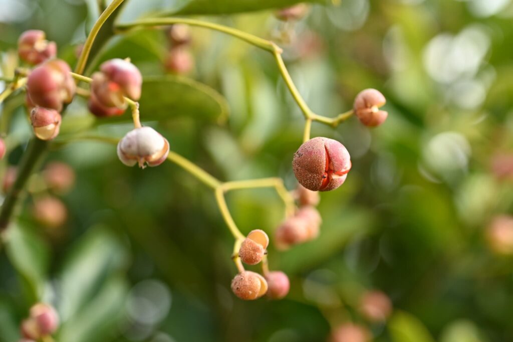Japanese-Spindle-Euonymus-japonicus