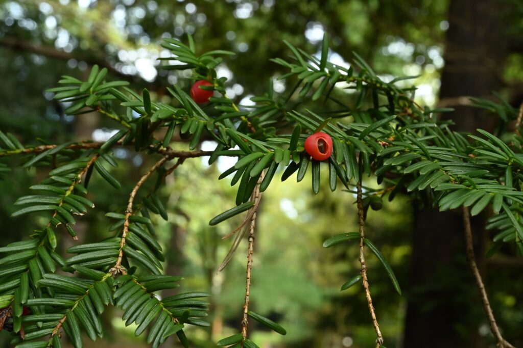 Japanese-Yew-Taxus-cuspidata 