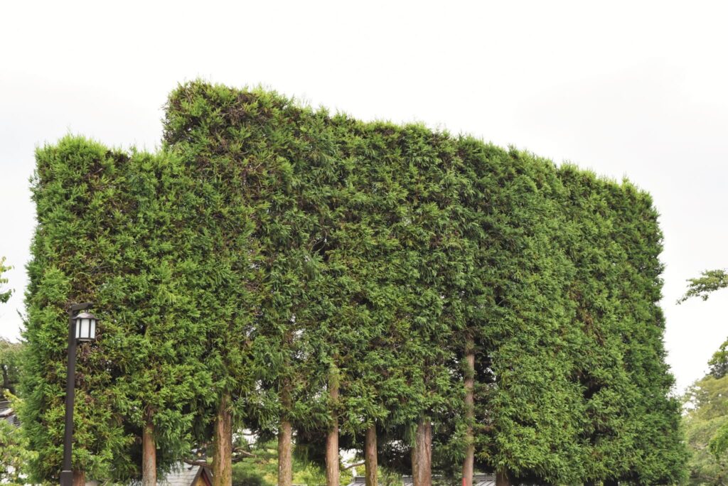 Japanese-Cedar-Cryptomeria-japonica
