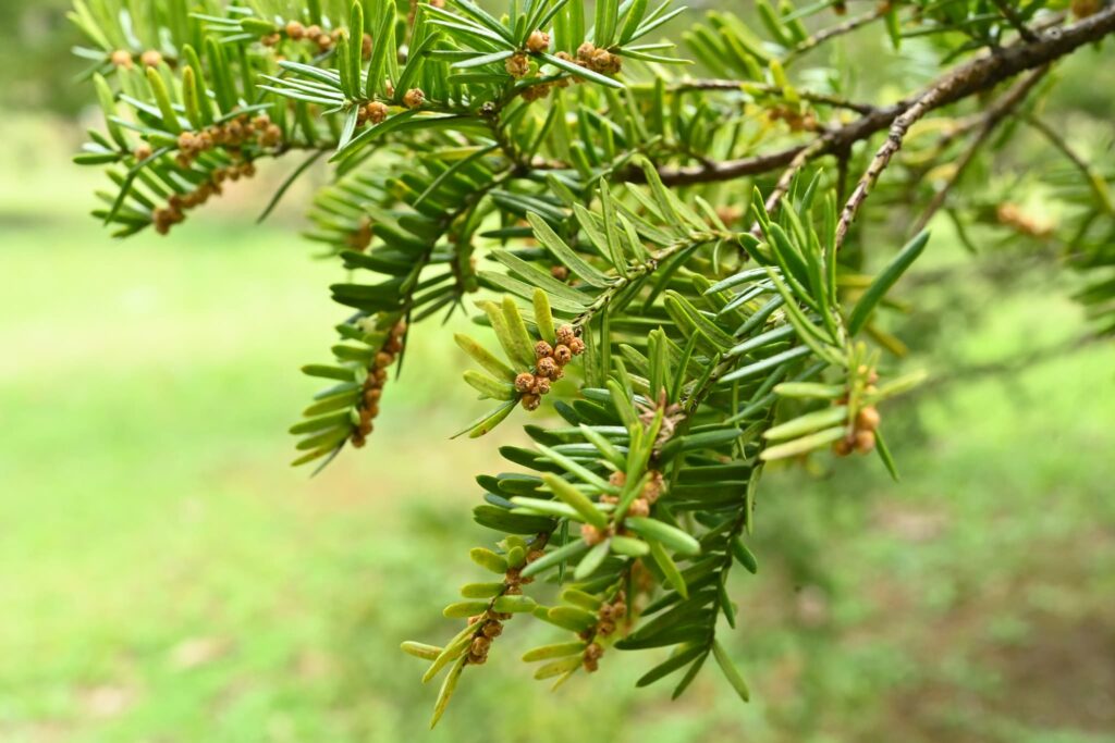 Japanese-Yew-Taxus-cuspidata