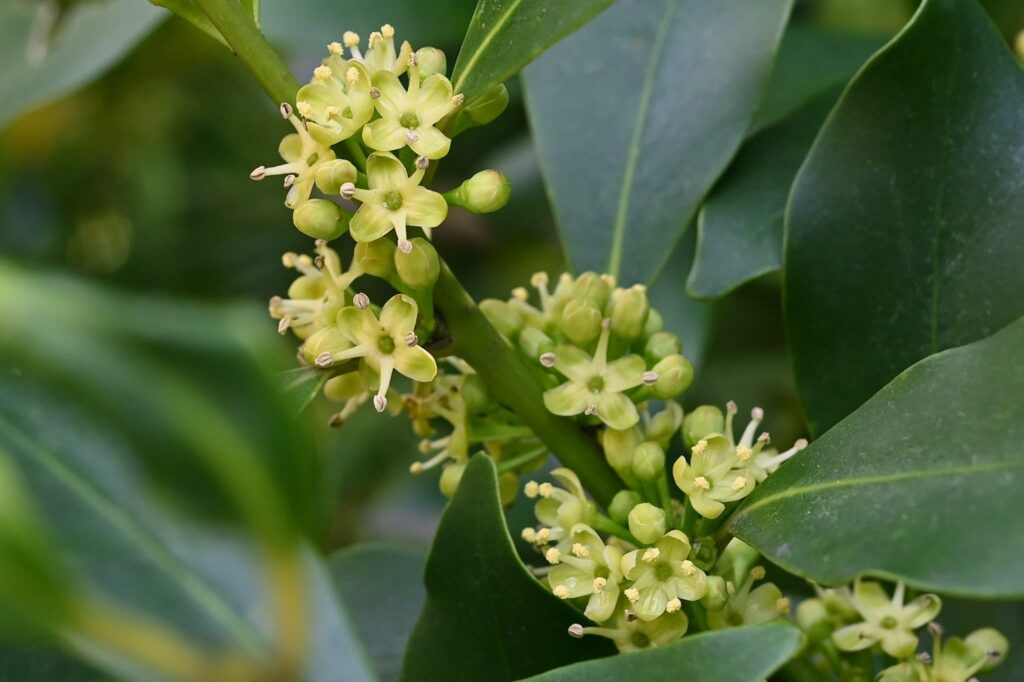 Mochi-Tree-Ilex-integra
