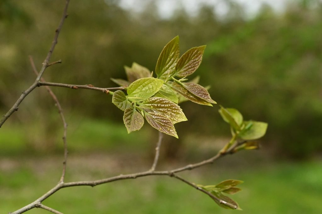 Japanese-Hackberry-Celtis-sinensis
