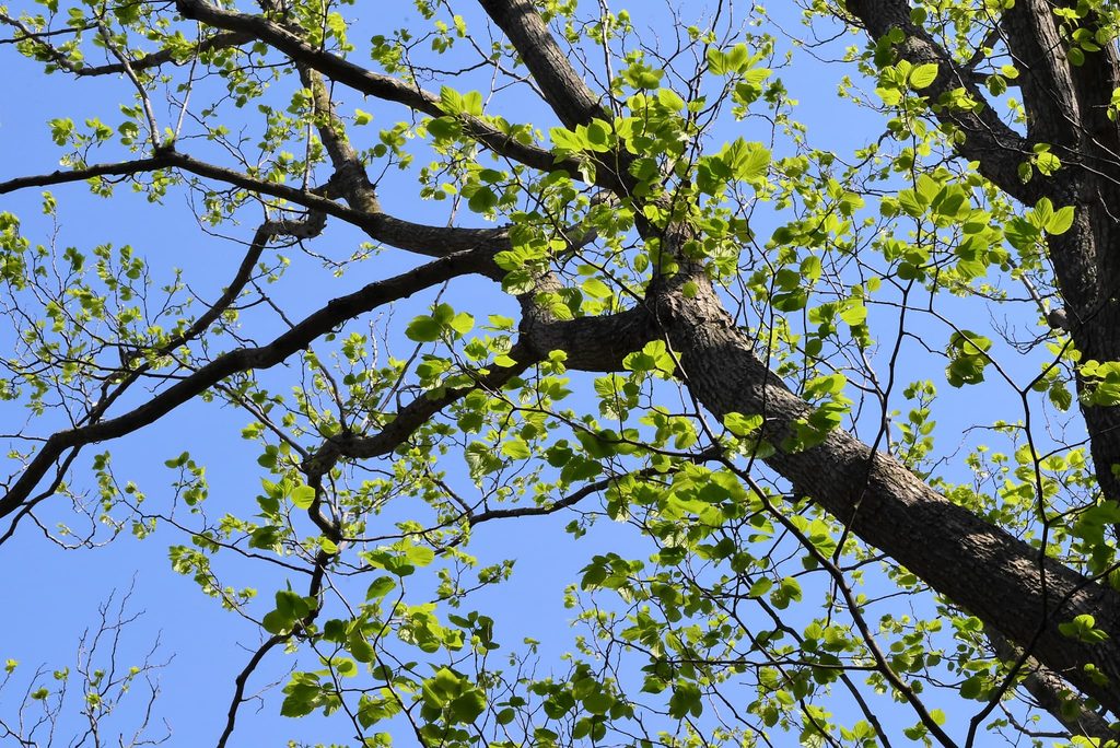 Japanese-Raisin-Tree-Hovenia-dulcis