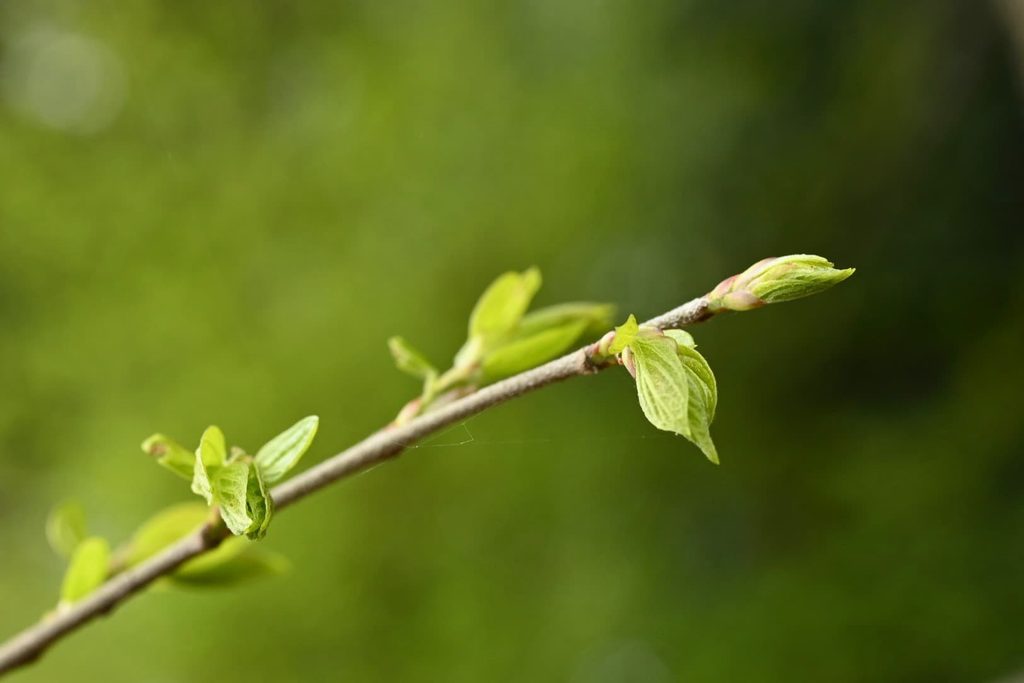 Japanese-Hackberry-Celtis-sinensis